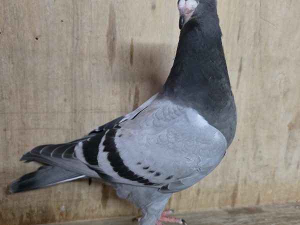 NL26-8375156