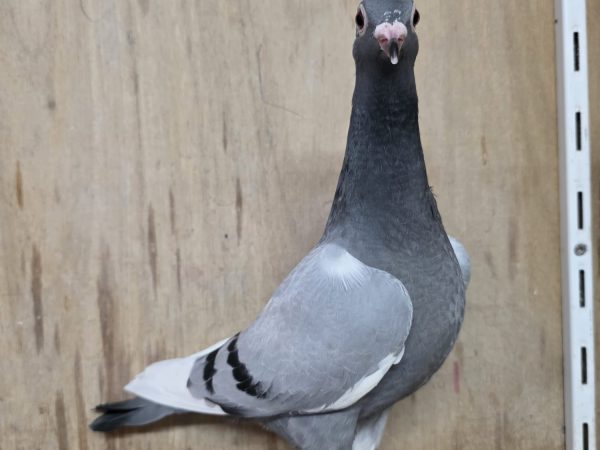 NL26-8375157 – Blauw witpen doffer uit de lijnen van Germiny, Artus en Vooruit 005