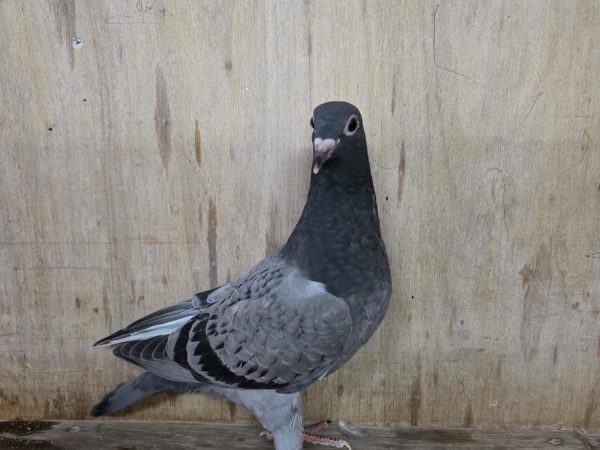 NL26-8375158 – Kras duivin uit de lijnen van Germiny, Artus en Vooruit 005