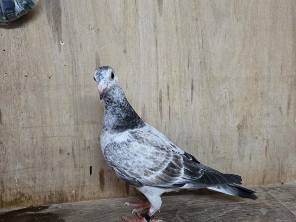 NL26-8375163 – Schimmel duivin uit de lijnen van De Vooruit en Goed Grijs