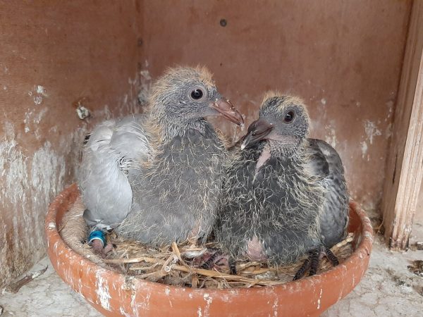 NL26-8420462/NL26-8420463 – Donkerkras doffer uit de lijnen van Kleine Grizzle, Golden Harry en Kyan (Koppel Jongen )