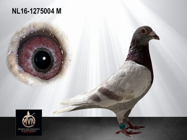 NL16-1275004 - Vale doffer uit de lijnen Knaven, Heremans-Ceusters en Dirk van Dyck