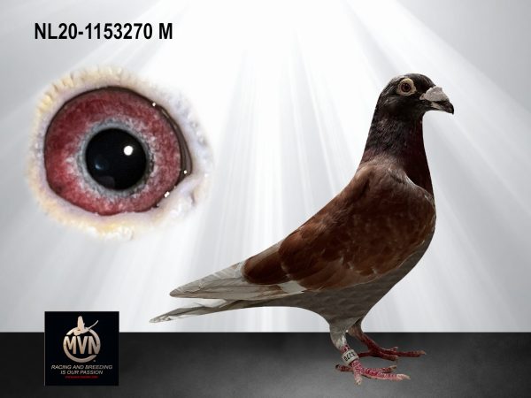 NL20-1153270 - ‘Red Hope 2.0’ uit de Eijerkamp- en Staf Lambrechts-lijnen