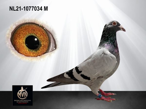 NL 21-1077034 – Gouden Vandenabeele-kruising uit Bliksem, Wittenbuik en Kleine Dirk