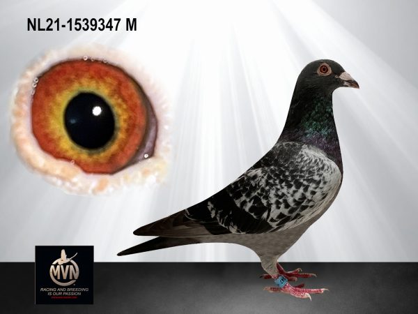 NL 21-1539347 “Bert Damhuis” – doffer uit bewezen winnaars, asduiven en sterke NPO-fondlijnen