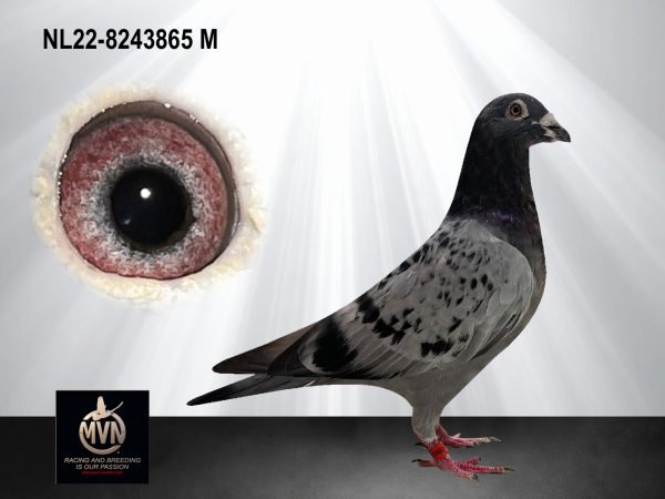 NL 22-8243865 – Kleinzoon Den Duitser uit het gouden Rudy- en Bliksem-bloed