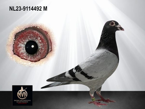 NL 23-9114492 – Exclusieve Kannibaal-, Olympiade- en Blue Magic-doffer uit twee absolute prestatielijnen