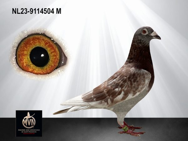 NL 23-9114504 “Rode Kracht” – Unieke doffer uit Nieuwe Rossi, Goede Rode, Kittel en Kleine Dirk
