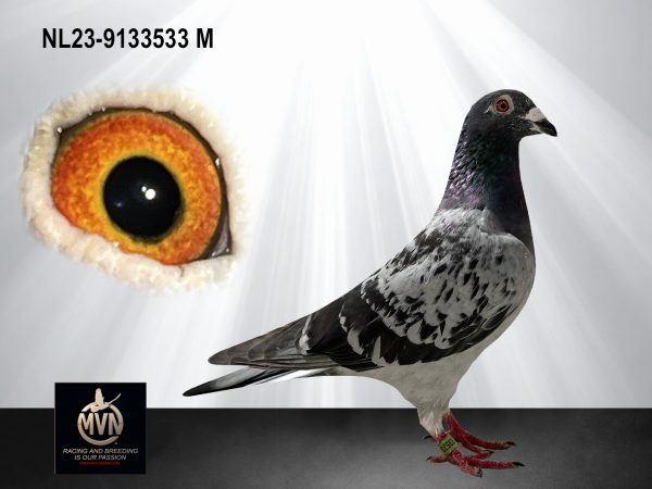 NL 23-9133533 – Topkruising van NPO-prestaties met het gouden Kleine Dirk-bloed