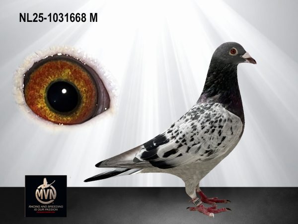 NL 25-1031668 “Grandson Duitser” – Topkruising van Den Duitser, Magic Blue en Prince Esmee