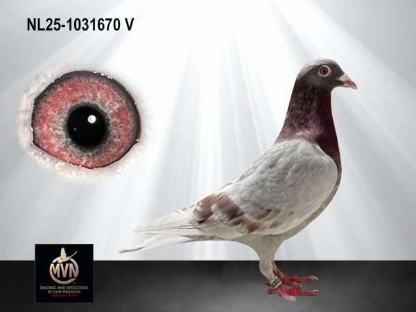 NL 25-1031670 – Inteelt naar de vader van Den Duitser, versterkt met Olympiade en Vandenabeele