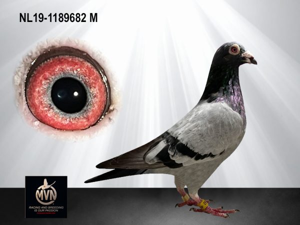 NL19-1189682 - Blauwe band doffer uit de Arie Dijkstra-lijnen