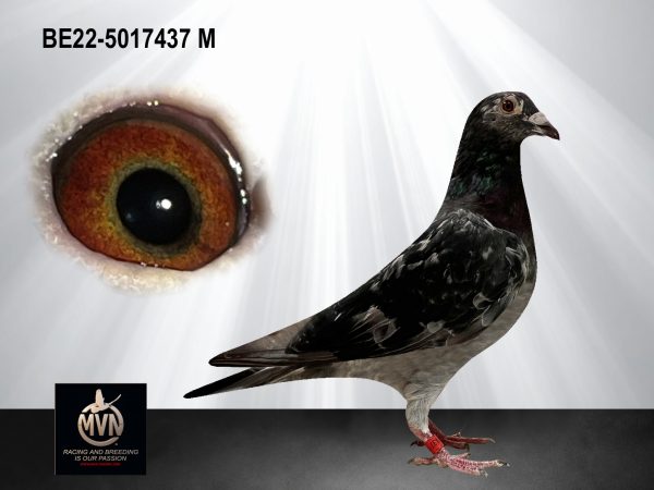 BE22-5017437 - Doffer uit Heremans-lijn x ‘White Cavendisch’