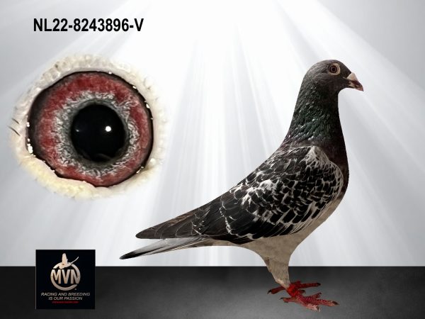 NL22-8243896 ‘Big Yo-D’ - Duivin uit ‘Yolanthe’ x ‘Den Duitser’
