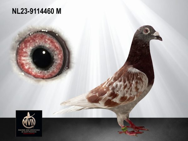 NL23-9114460 - Rode doffer uit Lambrechts/Heremans x Van den Bulck/Koopman