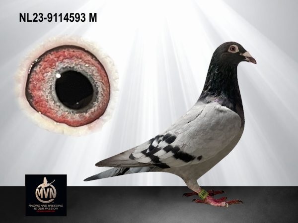 NL23-9114593 - Blauwe doffer uit ‘Kweekkoppel 2.0’ x Olympische lijn Meindert de Jong