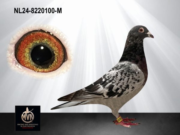 NL24-8220100 - Doffer uit ‘Meindert’ x ‘Marja’