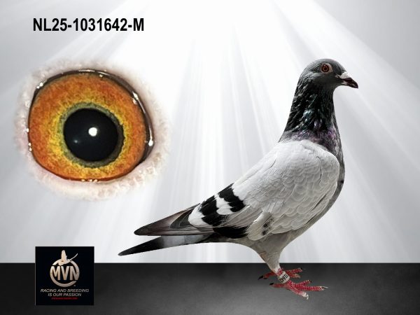 NL25-1031642 - Doffer uit ‘Blauwe Kannibaal’ x ingeteelde ‘Den Duitser’