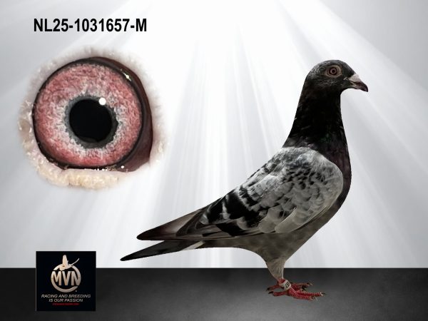 NL25-1031657 - Uit zoon ‘TGV’ x halfzus ‘Golden Girl’