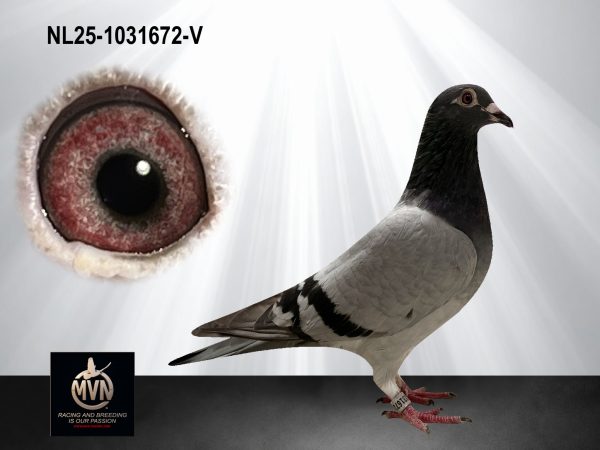 NL25-1031672 – Uit ‘De 611’ x dochter ‘Mitch’, lijnen Vandenabeele, Kannibaal en Olympic Marjolein
