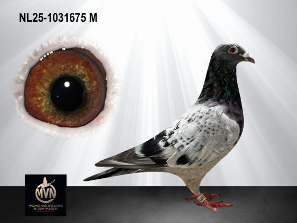 NL25-1031675 - Uit volle broer ‘Primoz’ x dochter ‘Olympic Marjolein’