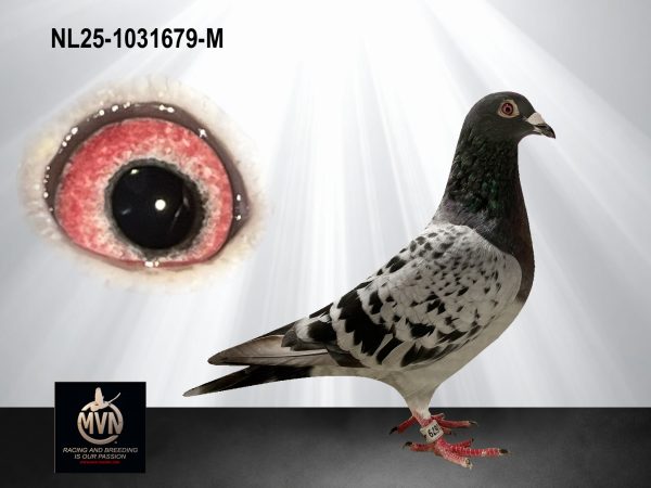 NL25-1031679 - Uit volle broer ‘Yolanthe’ x ingeteelde halfzus 2e WHZB Asduif