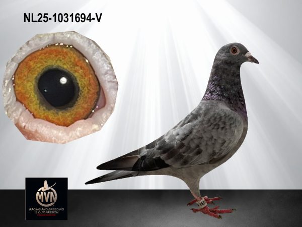 NL25-1031694 – Duivin uit halfbroer ‘Golden Girl’ x kleindochter ‘TGV’ en ‘Joy Boy’