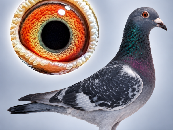 NL26-7047769 - Donkerkras doffer uit Leideman x De Een Oog