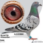 NL26-8109845 - Jonge duif uit Purple Rain 26 x Evelien vermoedelijk Duivin