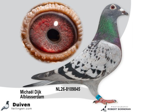 NL26-8109845 - Jonge duif uit Purple Rain 26 x Evelien vermoedelijk Duivin