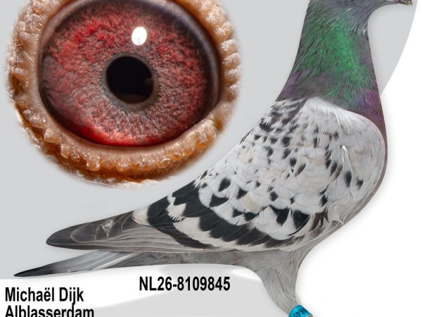 NL26-8109845 - Jonge duif uit Purple Rain 26 x Evelien