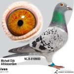 NL26-8109850 - Jonge duif uit Phantom x Miss Montar vermoedelijk Doffer