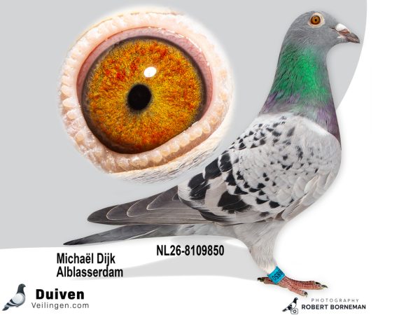 NL26-8109850 - Jonge duif uit Phantom x Miss Montar vermoedelijk Doffer