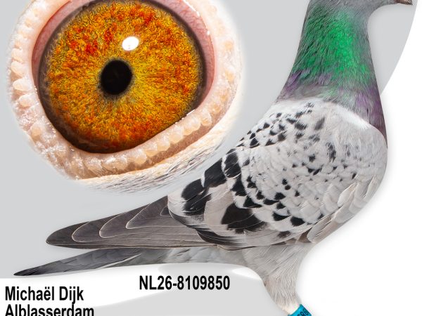 NL26-8109850 - Jonge duif uit Phantom x Miss Montar