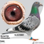 NL26-8109851 - Jonge duif uit Phantom x Miss Montar Vermoedelijk Doffer