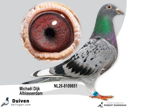 NL26-8109851 - Jonge duif uit Phantom x Miss Montar Vermoedelijk Doffer