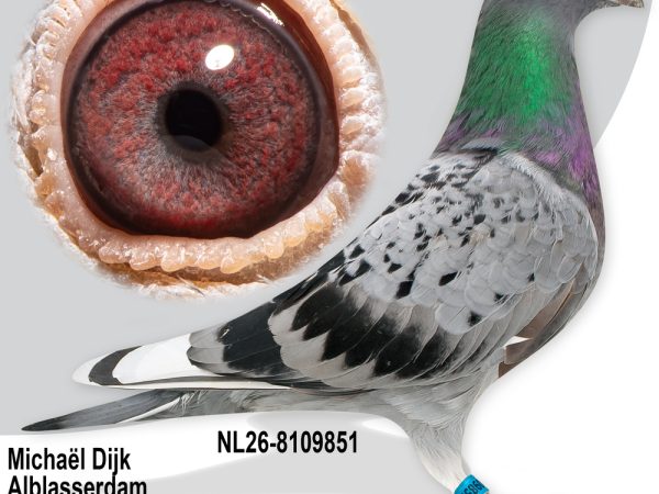 NL26-8109851 - Jonge duif uit Phantom x Miss Montar