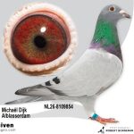 NL26-8109854 - Jonge duif uit Borstbeen Hans x dochter Theo vermoedelijk Doffer