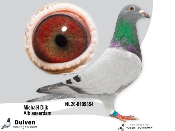 NL26-8109854 - Jonge duif uit Borstbeen Hans x dochter Theo vermoedelijk Doffer