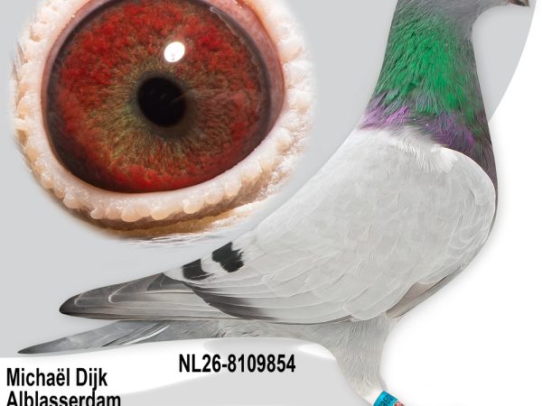NL26-8109854 - Jonge duif uit Borstbeen Hans x dochter Theo