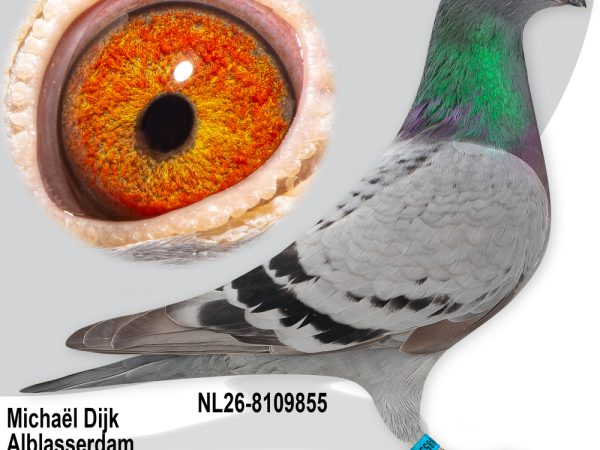 NL26-8109855 - Jonge duif uit de Lekkerding-lijn x Super Inbred Surprise