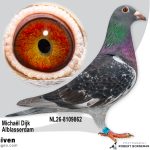 NL26-8109862 – Uit ‘Gijs’ x zus van 1e Nationaal St. Vincent vermoedelijk Duivin