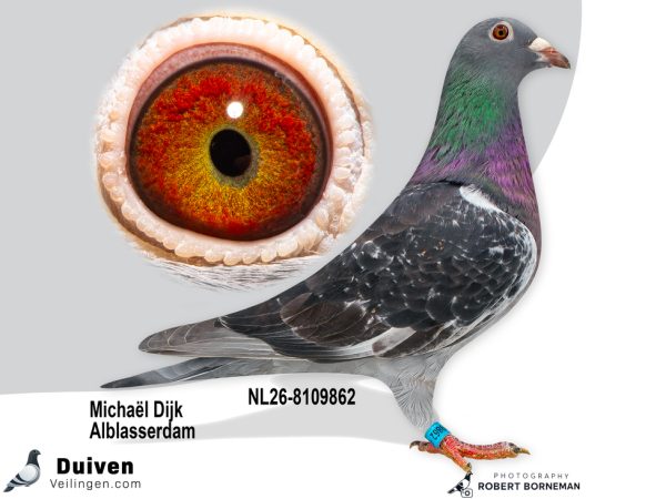 NL26-8109862 – Uit ‘Gijs’ x zus van 1e Nationaal St. Vincent vermoedelijk Duivin