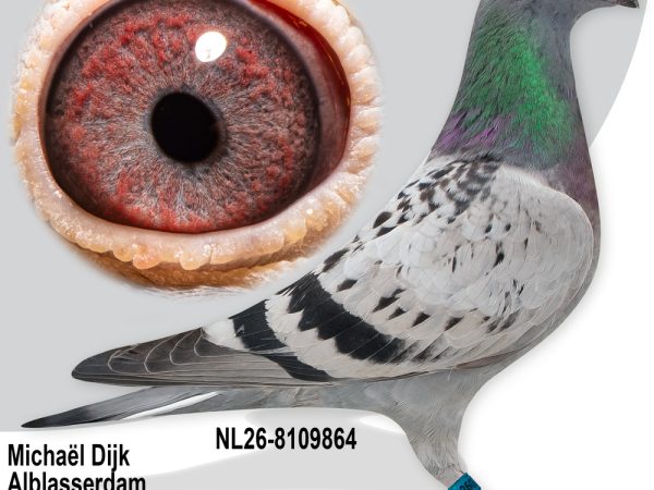 NL26-8109864 – Uit ‘Purple Rain 26’ x ‘Evelien’