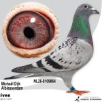 NL26-8109864 – Uit ‘Purple Rain 26’ x ‘Evelien’ vermoedelijk Duivin