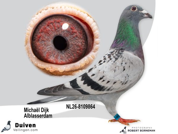 NL26-8109864 – Uit ‘Purple Rain 26’ x ‘Evelien’ vermoedelijk Duivin