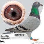 NL26-8109870 – Uit ‘Africa Boy’ x dochter ‘Ruthless Queen’ vermoedelijk Duivin