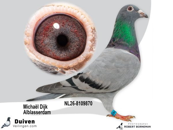 NL26-8109870 – Uit ‘Africa Boy’ x dochter ‘Ruthless Queen’ vermoedelijk Duivin