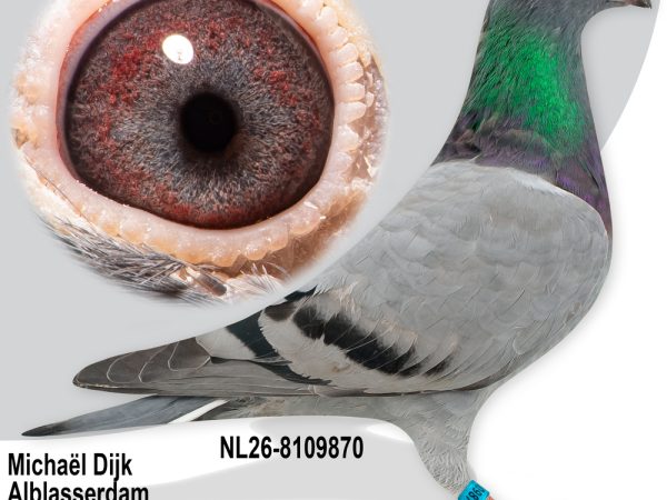 NL26-8109870 – Uit ‘Africa Boy’ x dochter ‘Ruthless Queen’