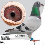NL26-8109874 – Uit zoon ‘Theo’ x ‘Hiltsje’ vermoedelijk Duivin